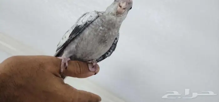 كروان اليف وهدد مع الصغير والكبير 5