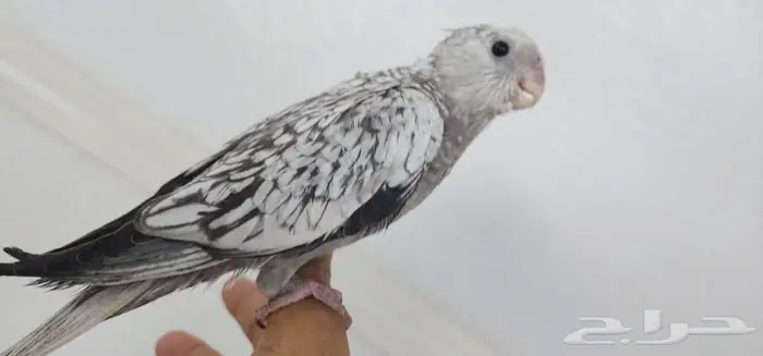 كروان اليف وهدد مع الصغير والكبير 4