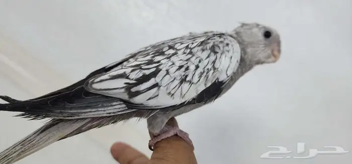 كروان اليف وهدد مع الصغير والكبير 6