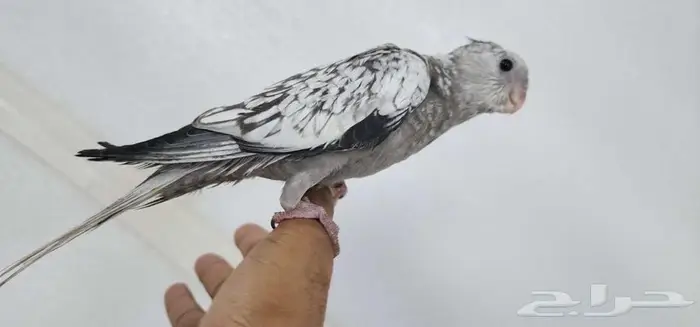 كروان اليف وهدد مع الصغير والكبير 0