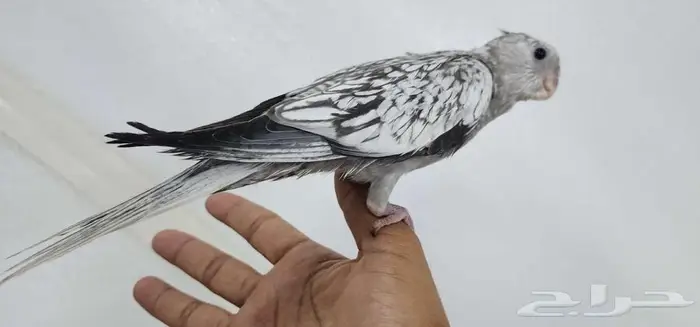 كروان اليف وهدد مع الصغير والكبير 1