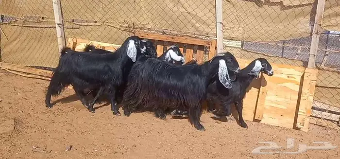 ( تم البيع ) معزا وجفار عوارض مضاريع طيبه 9