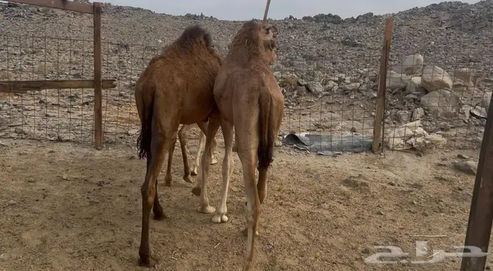 3 قعدان مفاريد 4