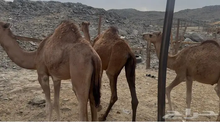 3 قعدان مفاريد 1