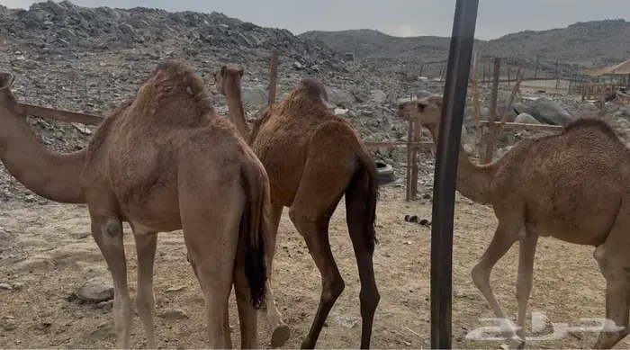 3 قعدان مفاريد 0