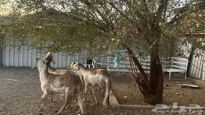 سواكن جذعان جبرة 2