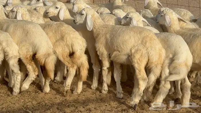 خلفات حرش صنف الصنف 33 تحتها 31 3