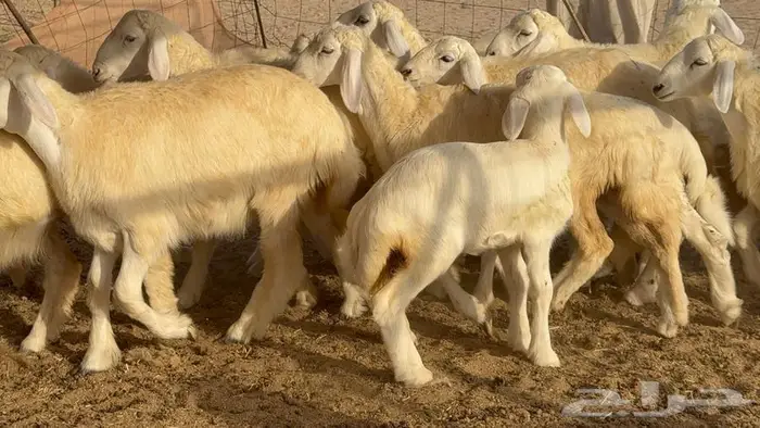 خلفات حرش صنف الصنف 33 تحتها 31 4
