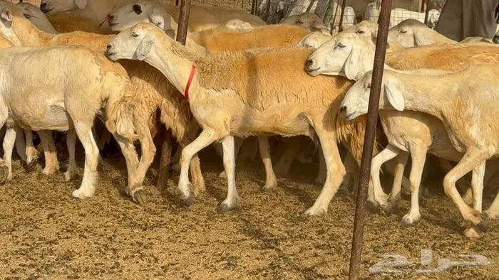 خلفات حرش صنف الصنف 33 تحتها 31 8