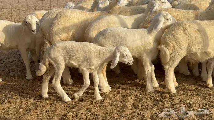 خلفات حرش صنف الصنف 33 تحتها 31 12