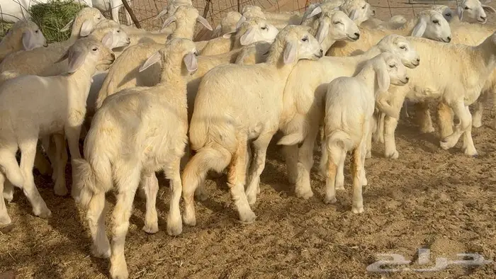 خلفات حرش صنف الصنف 33 تحتها 31 10