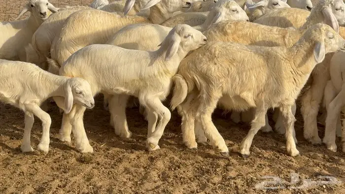 خلفات حرش صنف الصنف 33 تحتها 31 11