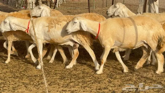 خلفات حرش صنف الصنف 33 تحتها 31 7