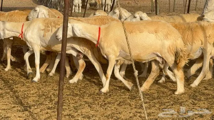 خلفات حرش صنف الصنف 33 تحتها 31 24