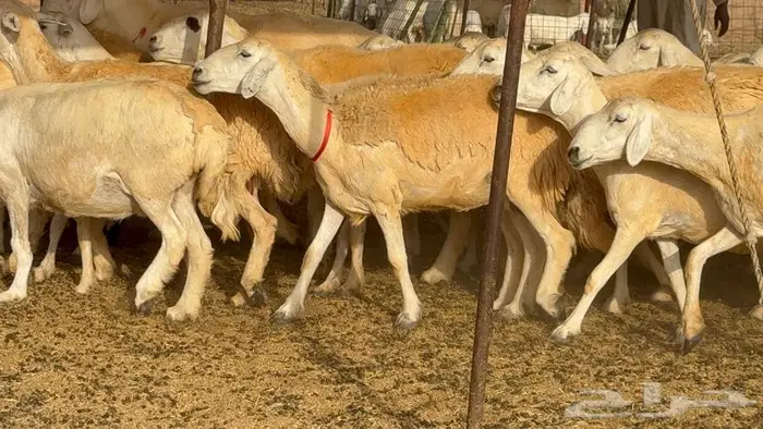 خلفات حرش صنف الصنف 33 تحتها 31 17