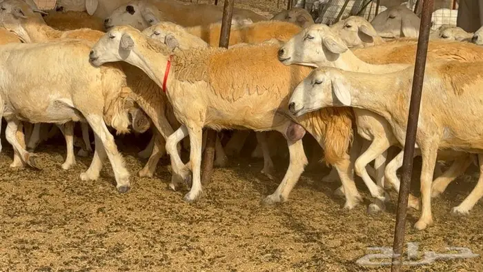 خلفات حرش صنف الصنف 33 تحتها 31 16