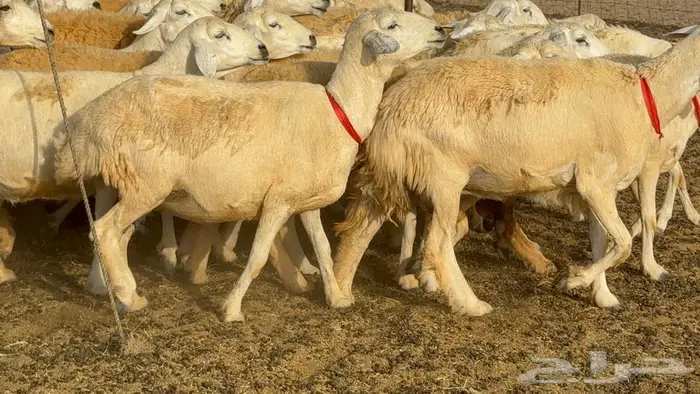 خلفات حرش صنف الصنف 33 تحتها 31 15