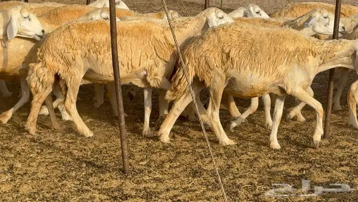 خلفات حرش صنف الصنف 33 تحتها 31 20