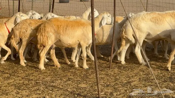خلفات حرش صنف الصنف 33 تحتها 31 22