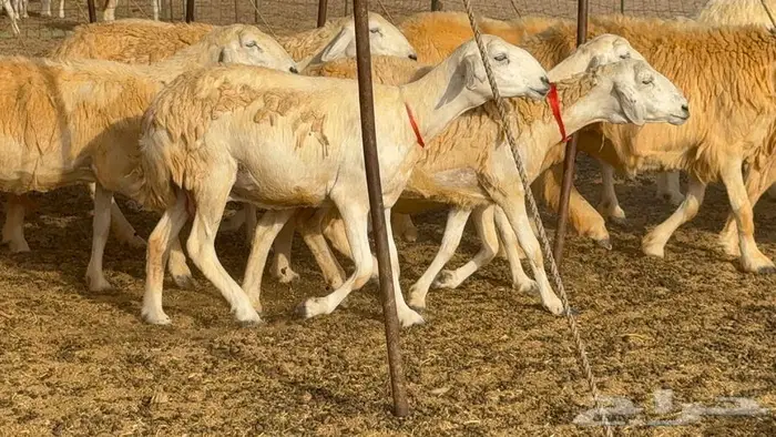خلفات حرش صنف الصنف 33 تحتها 31 6