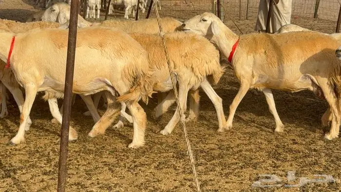 خلفات حرش صنف الصنف 33 تحتها 31 23