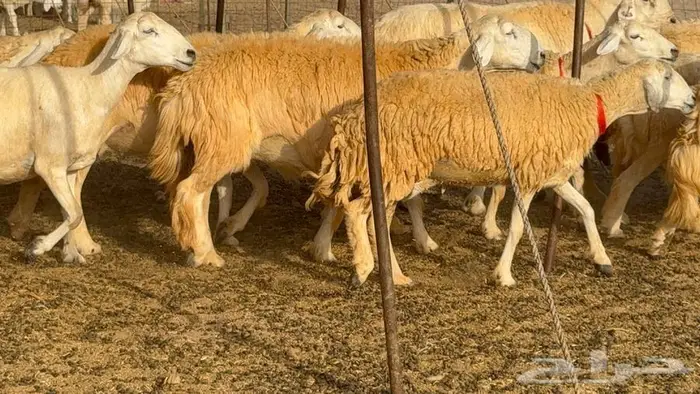 خلفات حرش صنف الصنف 33 تحتها 31 18