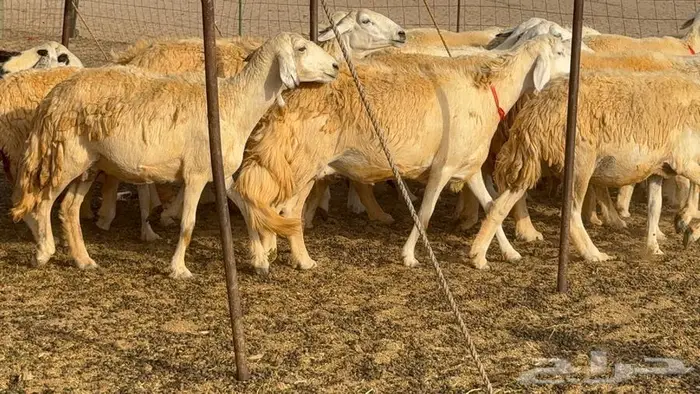 خلفات حرش صنف الصنف 33 تحتها 31 26