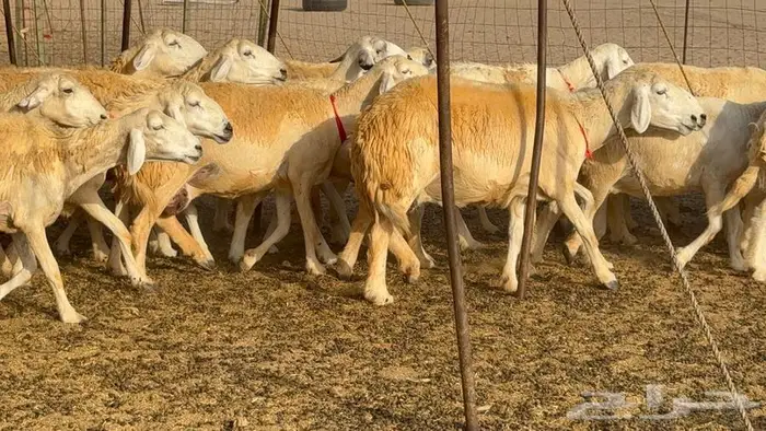 خلفات حرش صنف الصنف 33 تحتها 31 27