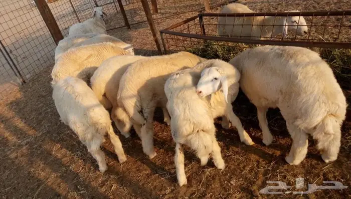 ذبائح الجزيرة.. مع التوصيل الاعلى تقييم في الموقع 24
