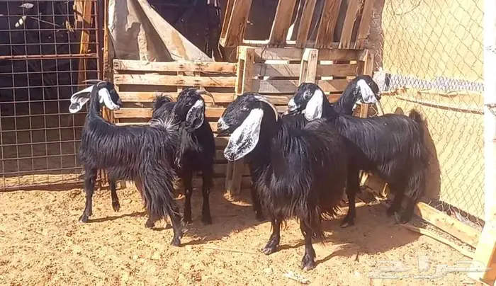 ( تم البيع ) معزا وجفار عوارض مضاريع طيبه 0