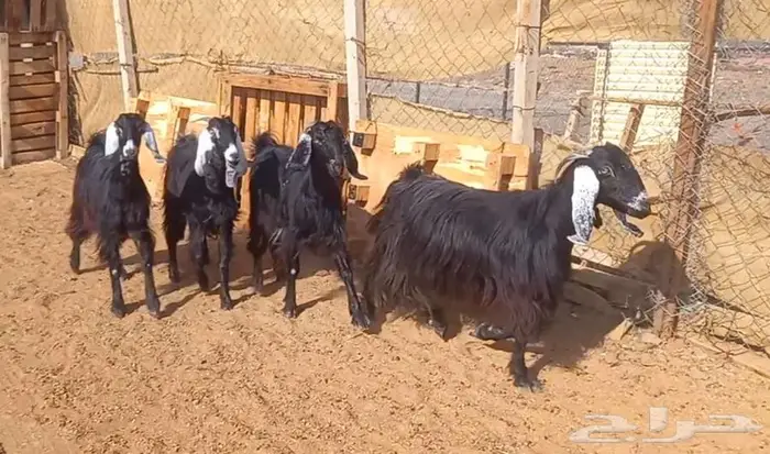 ( تم البيع ) معزا وجفار عوارض مضاريع طيبه 2