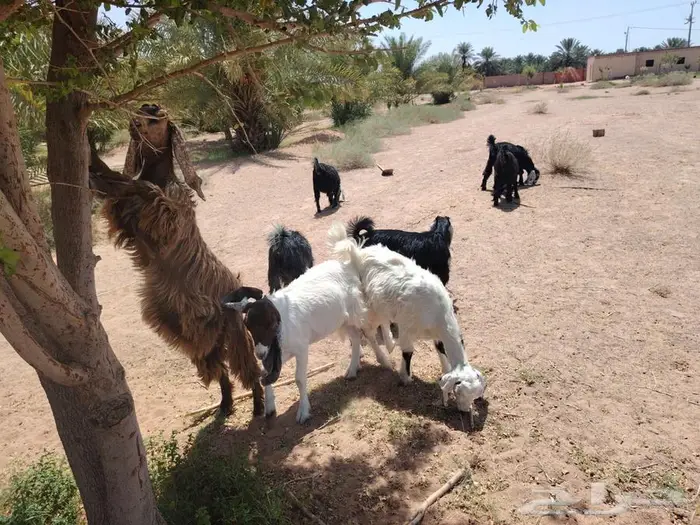جفار طيبات عوارض ومشاريك 3