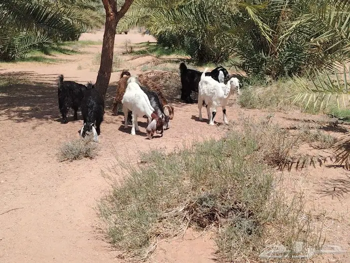 جفار طيبات عوارض ومشاريك 4