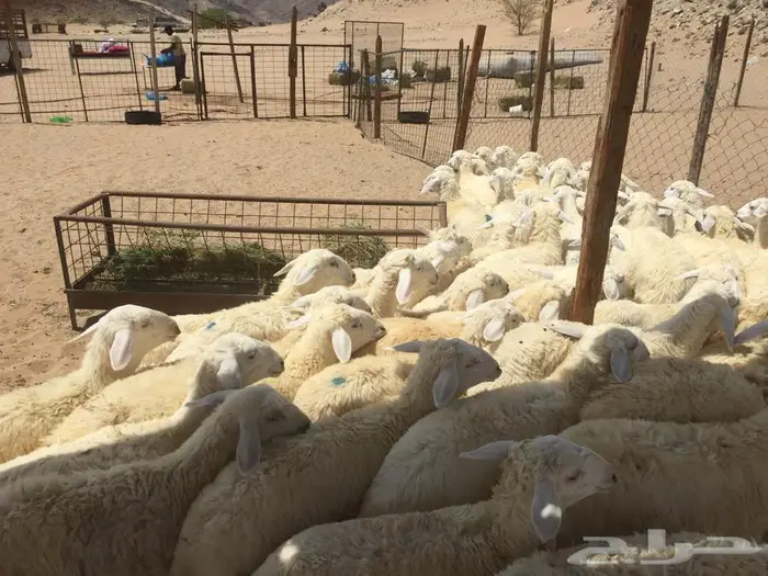 ذبائح الجزيرة.. مع التوصيل الاعلى تقييم في الموقع 37
