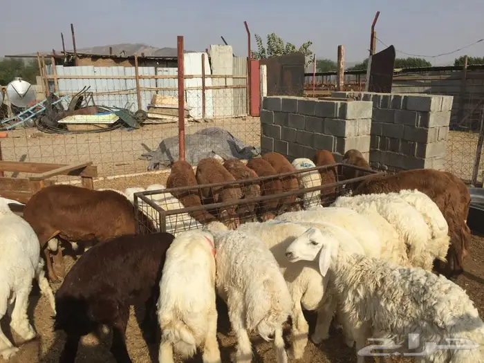 ذبائح الجزيرة.. مع التوصيل الاعلى تقييم في الموقع 36