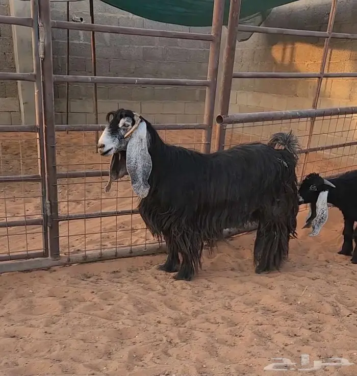 معزاء عوارض 1