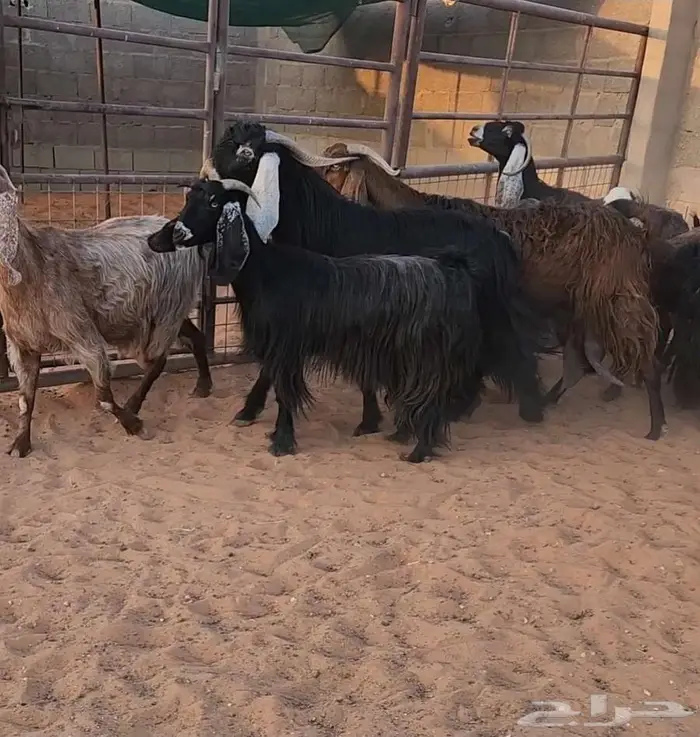 معزاء عوارض 6