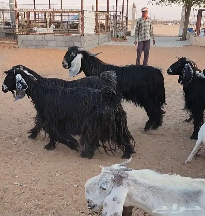 معزاء عوارض 9