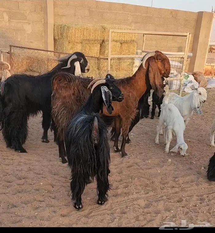 معزاء عوارض 8