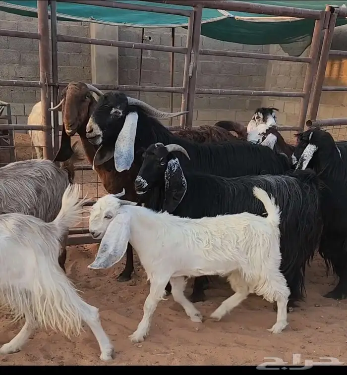 معزاء عوارض 3