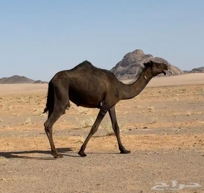 بكره ضروبه طيبه 1