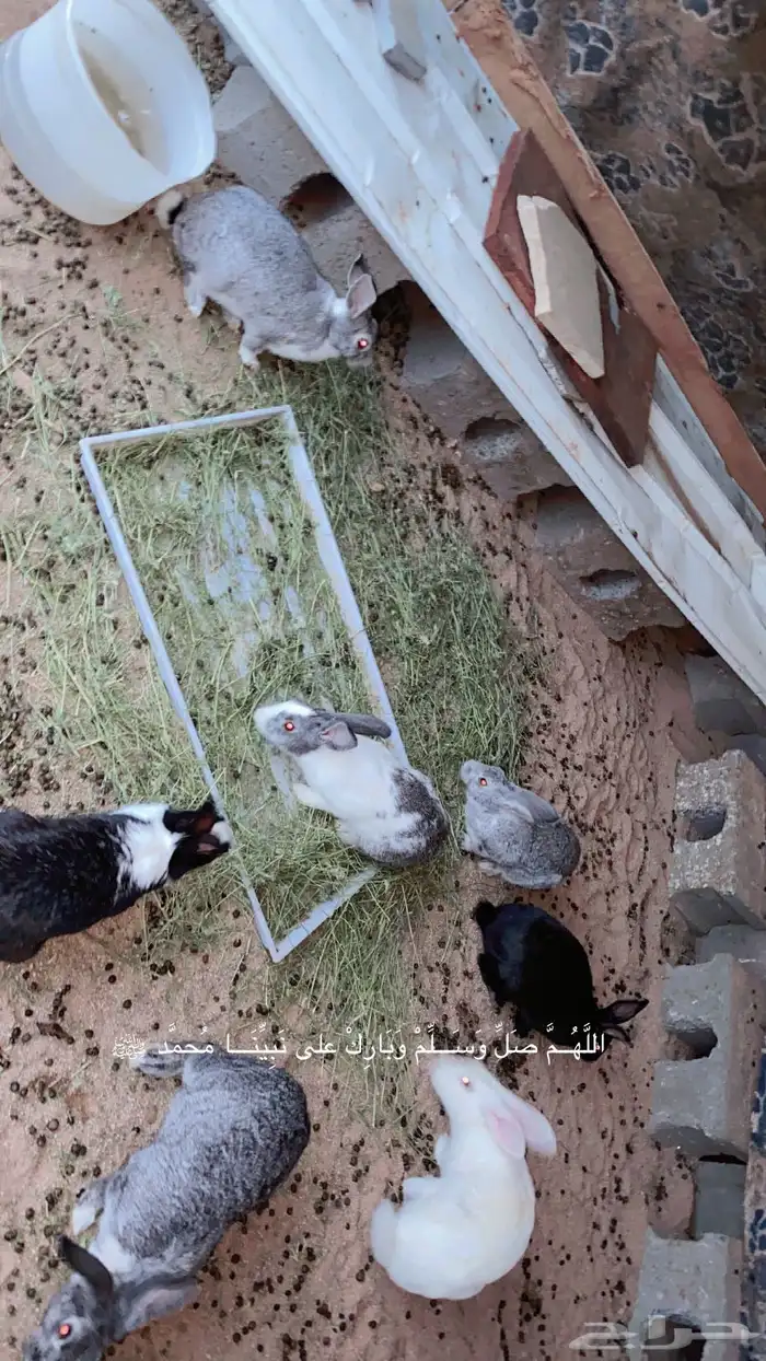 ارانب للبيع 0