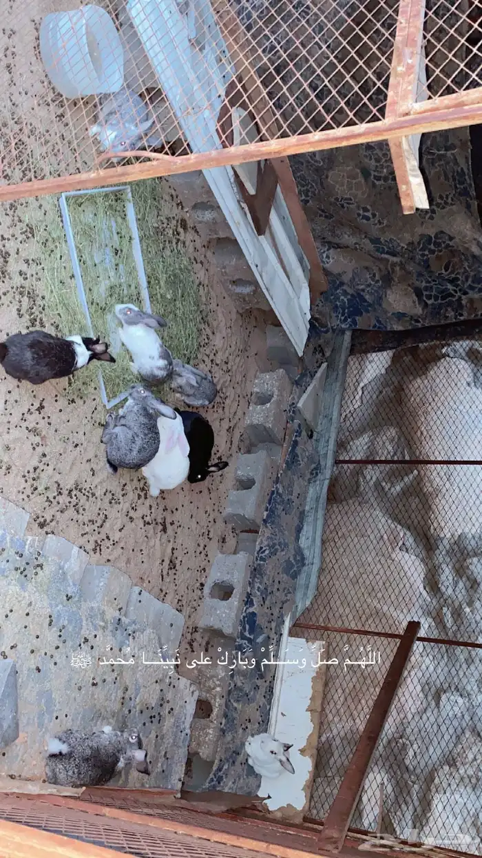 ارانب للبيع 1