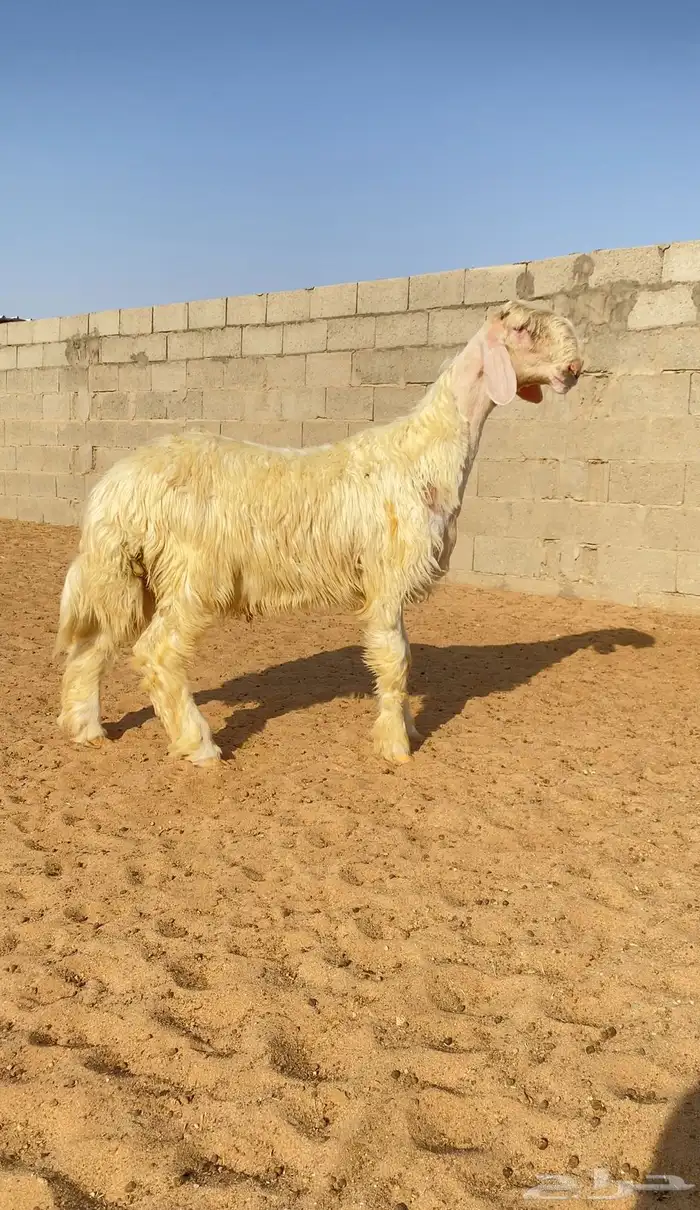 مشروع فحل عيسي صنف الصنف معرف 1