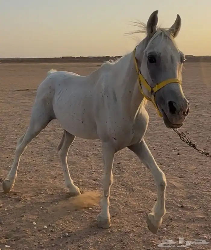 خيل للبيع بسعر مناسب 1