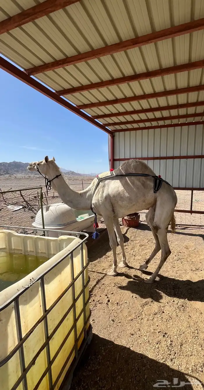 ناقه سودانيه 0