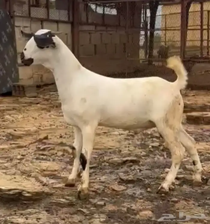 مشروع فحل بيشي اكحل صنف 0
