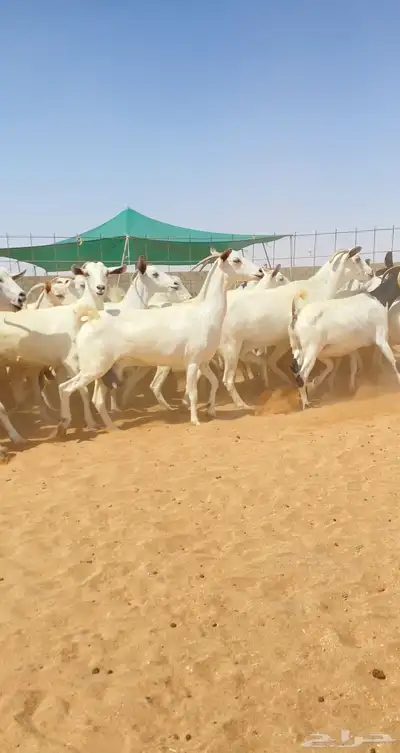 معزا بيشي مواليد 21 تحتها 21 index