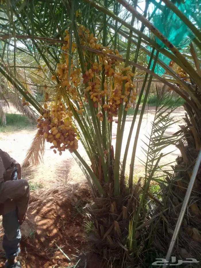 يوجد لدينا نخل مثمر البيع جميع انواع النخيل المثمر 4