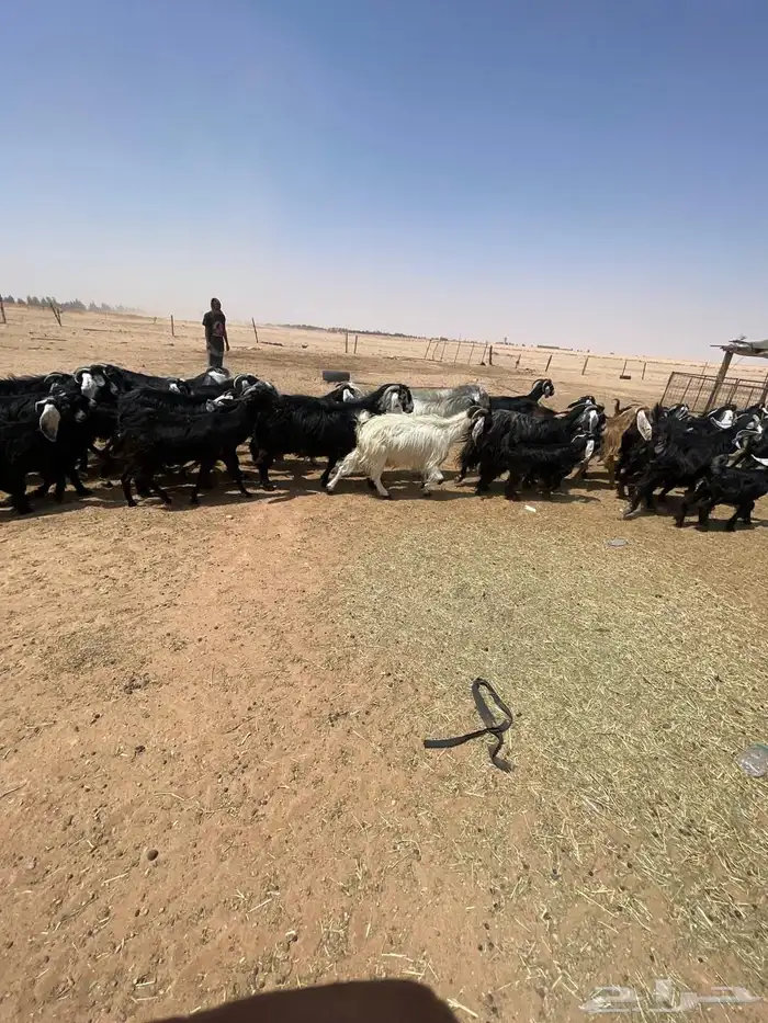 معزا عوارض زينه للقناي 8